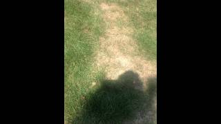 IMG 0438