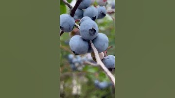 Những Trái Việt Quất căng mọng động lòng tôi