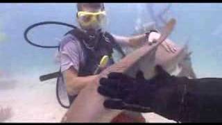 Zest Adventure Man Battles the Sharks