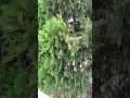 Thuja