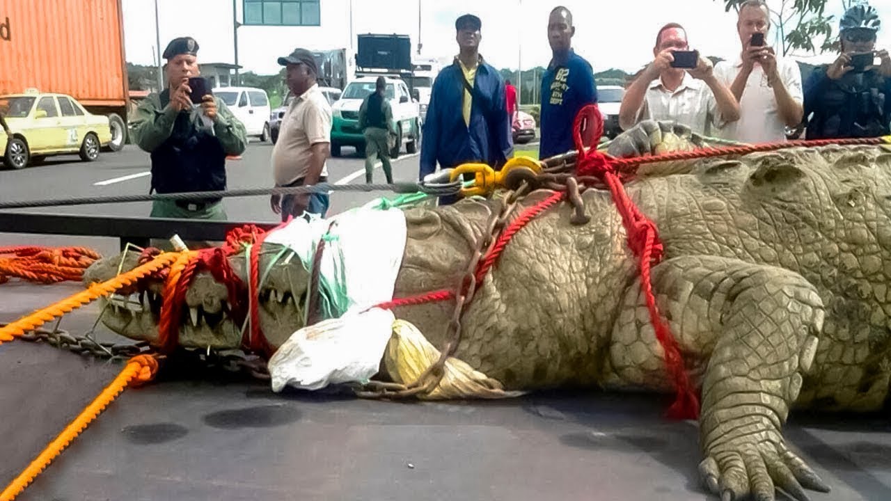 LES PLUS GRANDS CROCODILES AU MONDE QUI EXISTENT VRAIMENT