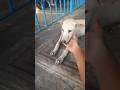 Adoption for Puli  #bansberia #puppyadoption #dogadoption #straydogs #adoptdontshop #dog  #dogrescue