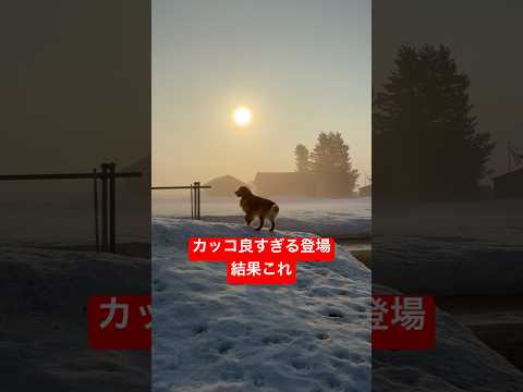 かっこよく登場したのに持ってきた物が…