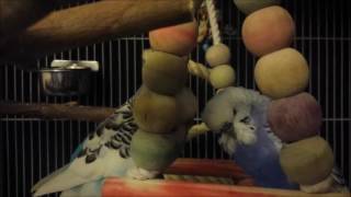 Two Sleepy Budgies