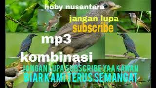 SUARA PIKAT BURUNG JENGGOT RIBUT KOMPILASI SAERAN ABU CUCAK RANTING 💯 KOMBINASI JERNIH MP3 NYA