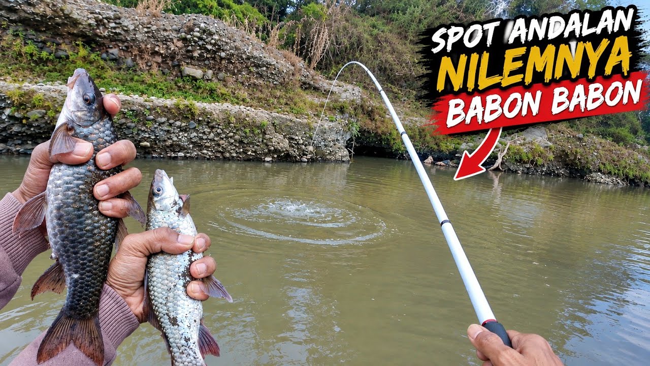 Mantap.! Mancing di Spot Andalan Ikan Nilemnya Babon babon bro...