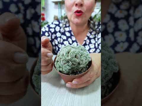 Cactus CEREBRO, te sorprendera su forma!! #cactus