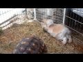 Big a turtle and cool rabbit