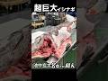 【閲覧注意】人間サイズの怪物魚をガチで捌いた結果…！#shorts #捌き#巨大魚