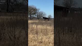 Fast Red Nose Pitbull Ali Chases Down Wild Hog. Shows Off Game Instincts
