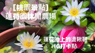 桃園觀音景點|蓮荷園休閒農場|賞蓮花.坐大王蓮.盪鞦韆.搭船遊 ... 