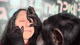 Chimpanzee Grooms Womans Face       Short & Sweet