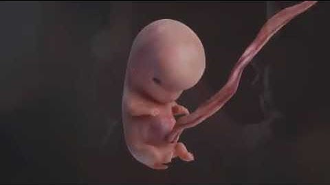 سورة الزمر . مقطع مؤثر جدا مراحل تكوين الجنين في بطن أمه