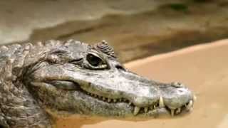 Caiman facts: 20 facts about Caimans