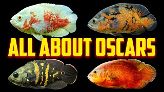 Oscar Fish  The Complete Care Guide