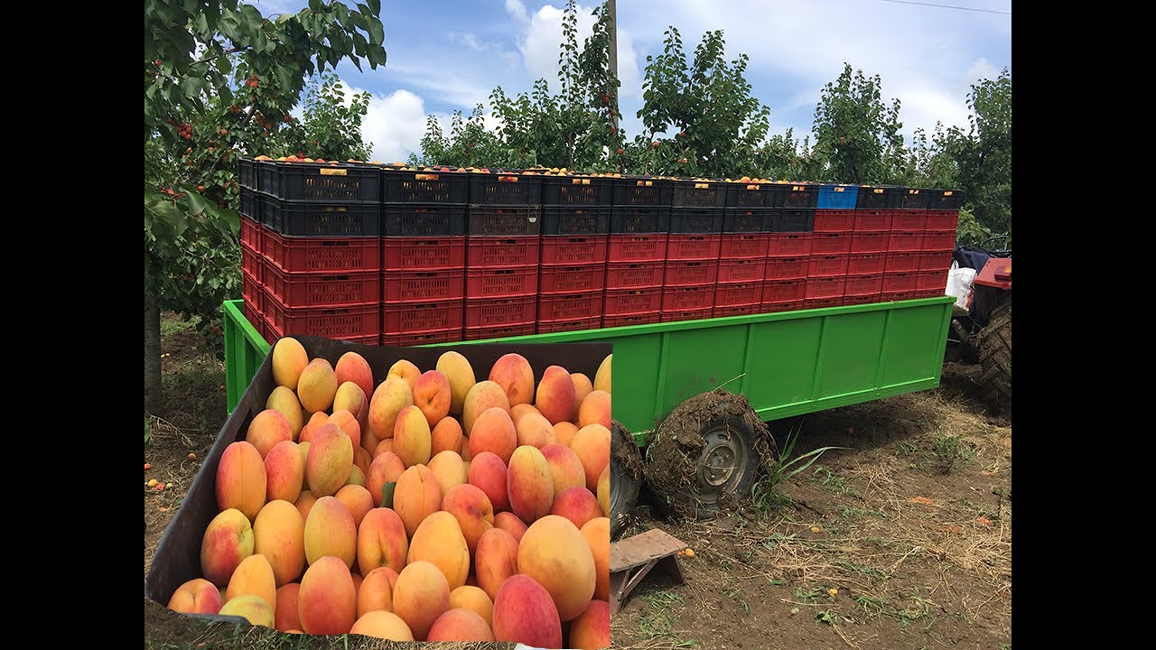 Najveca tura kajsija 3.6 tona...