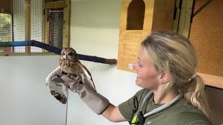 Check It Out with Chelsea | Birds of prey at Pocono Wildlife Rehab & Education Center