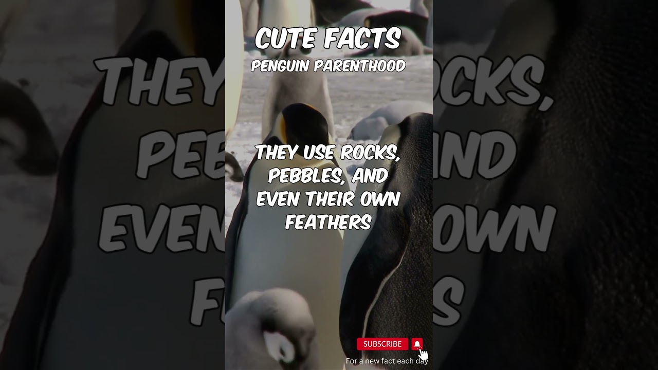 Cute Facts: Penguin Parenthood 