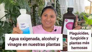 ASOMBROSO USO DEL AGUA OXIGENADA, ALCOHOL Y VINAGRE EN NUESTRAS PLANTAS||Acaba con las plagas