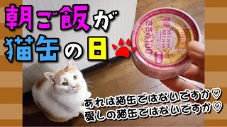 【猫 かわいい】朝ご飯が猫缶の日（2021/7/17）
