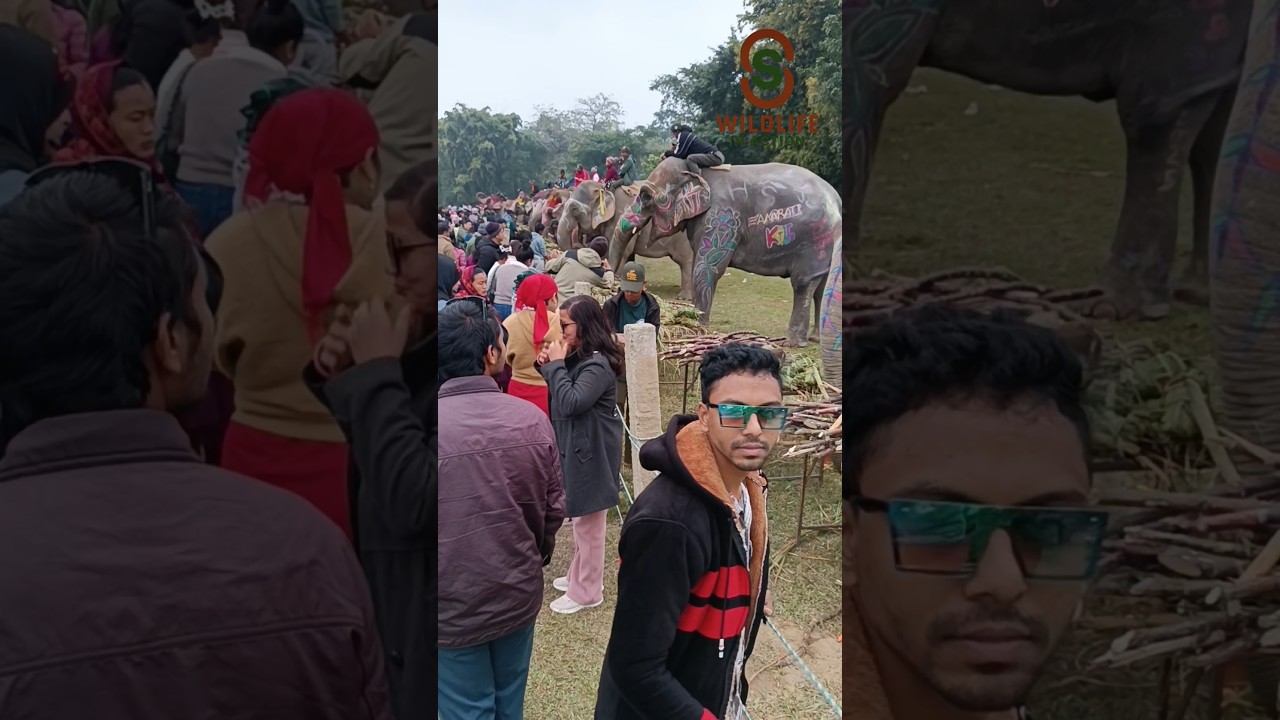 Elephant Parade at Chitwan Hatti Mahotsav 🐘 | Cultural & Wildlife Event