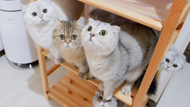 Video 9576591: scottish fold british shorthair, cat scottish fold british, fold british shorthair cute, scottish fold cat meowing, scottish fold cat kitten, kitten meow adorable