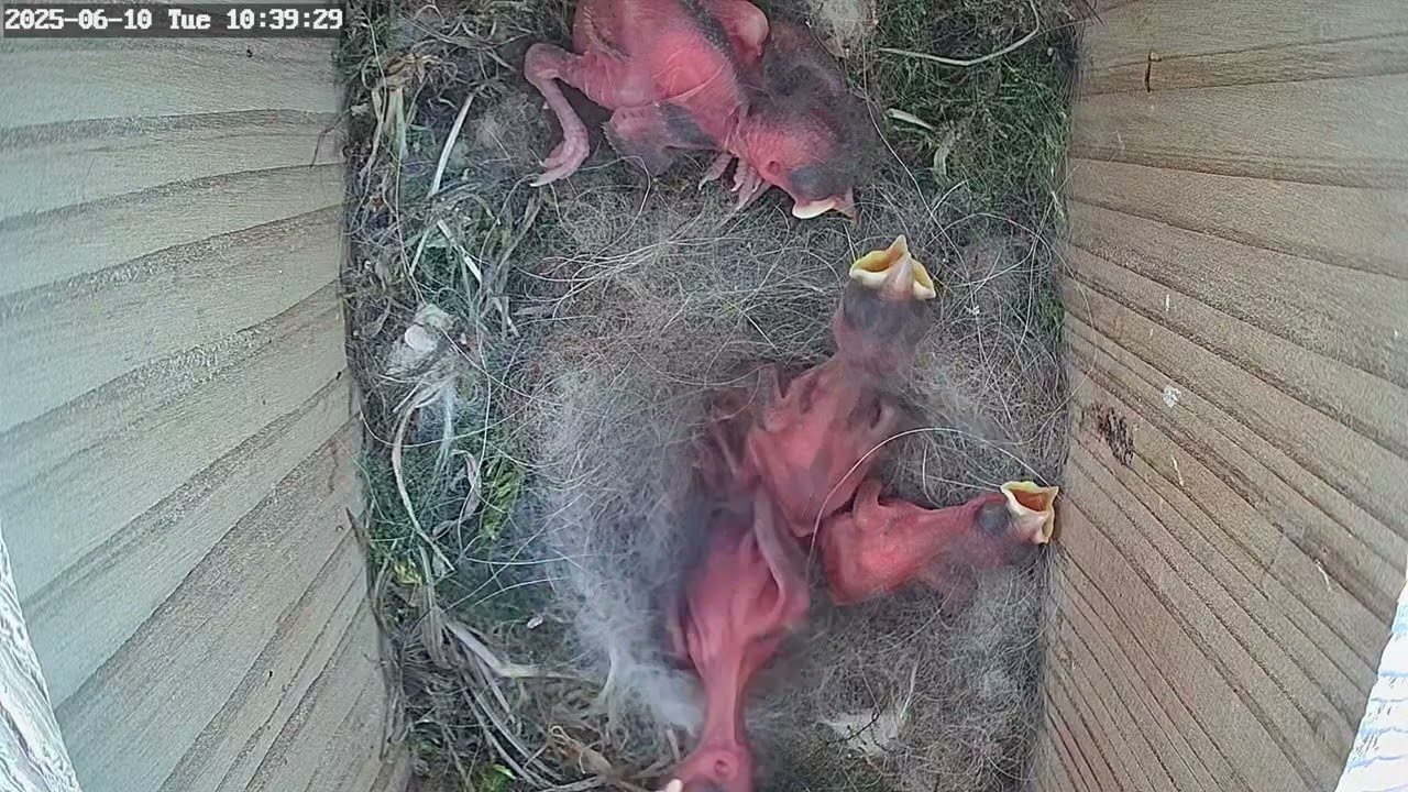 Les oisillons grandissent et se développent les oreilles 👂 s'ouvrent les plumes pointent surlesailes