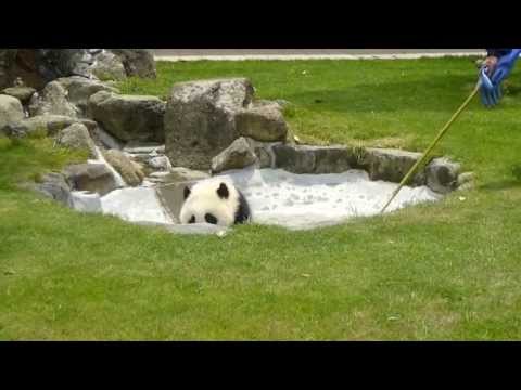 20130517　アドベンチャーワールド　優浜　1