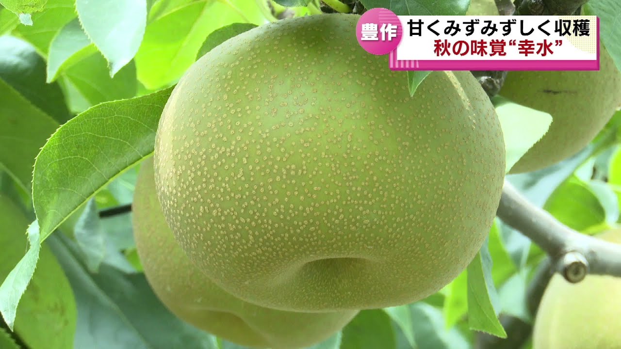 秋の味覚】甘くみずみずしい梨「幸水」収穫始まる 《新潟》 - YouTube