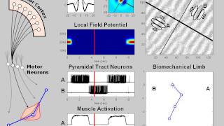 Motor Commands as Waves in Cortex