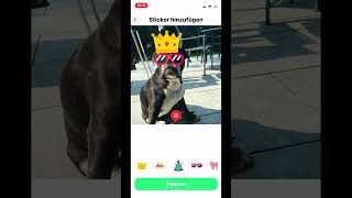 PetCam: Die neue Social Media App für Tiere, die alles verändert! 🤯 #hund #katze #kaninchen #tiere
