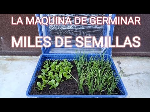 Germinador De Semillas Invernadero Alto, Brotes Grandes