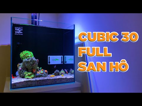 Video THÊM FULL SAN HÔ VÀO BỂ CÁ CẢNH BIỂN MINI? - youtube