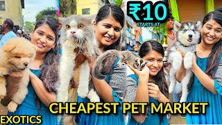 Chennai pet market with contact details| LIKE NEVER BEFORE🤯