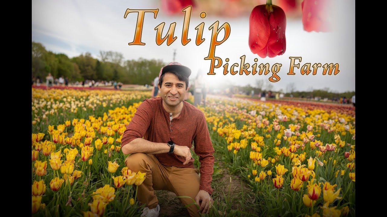 Tulip Picking Farm YouTube Tulip Picking Farm YouTube