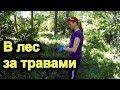 Идем в лес за травами