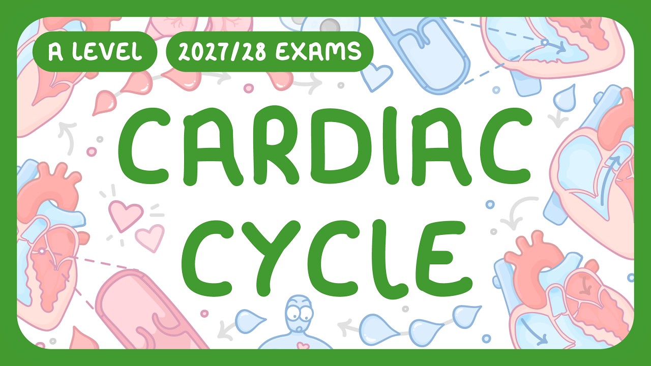 A-Level Biology - Cardiac Cycle - Atrial Systole | Ventricular Systole ...