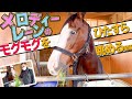 現役引退｜ありがとう！【ちいさくてもがんばる】メロディーレーンのモグモグタイムに密着
