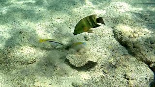 Red Sea Moses sole (Pardachirus marmoratus) and others, Мраморная павлинья солея и другие