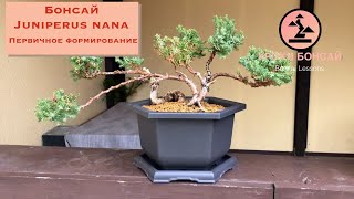 Первичное формирование бонсай. Бонсай из можжевельника. Bonsai Juniperus Pruning