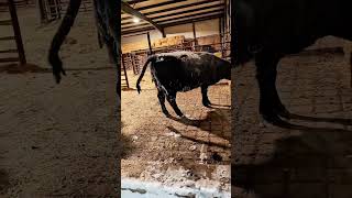 Heifer calving in the cold