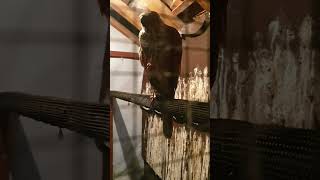 Download Lagu SUARA BURUNG ELANG ALAP COKLAT||BROWN GOSHAWK CALLING #browngoshawk #falconry #hawking #shorts MP3