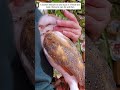 A woman rescued an owl stuck in a fence and took it home to care for and then #owl #animals