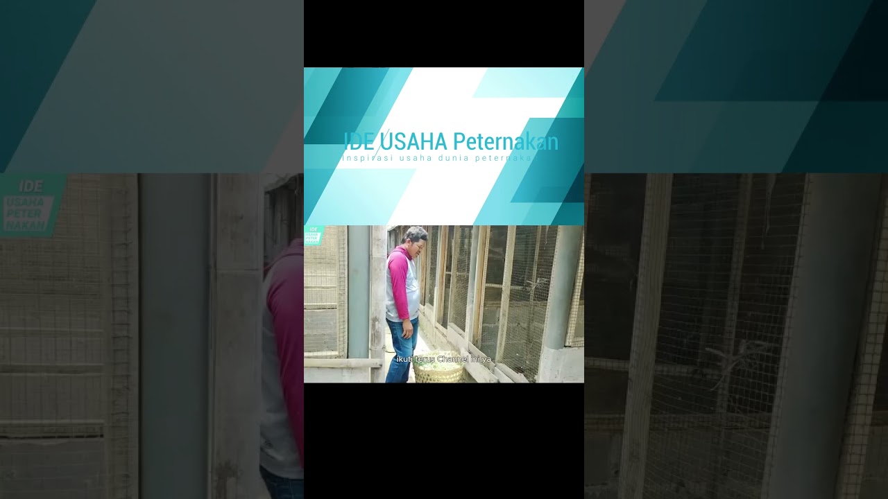 Rahasia Beternak Marmut Mudah dan Menguntungkan | Panduan Lengkap dari Pemula sampai Sukses