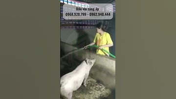 Vòi xịt tăng áp inox – Bền, khỏe, giá rẻ, hiệu quả cao trong tưới tiêu nông nghiệp