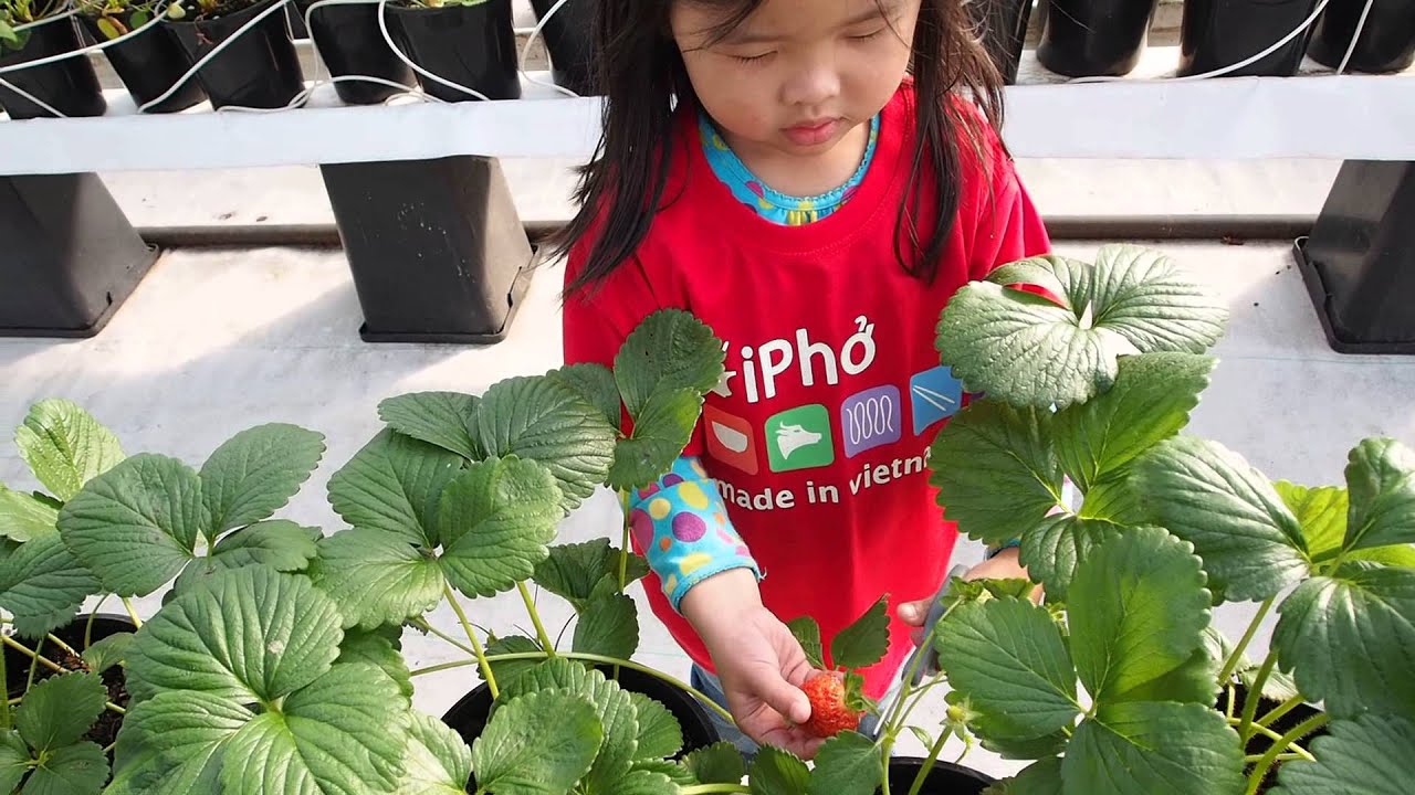 Melbourne Day 4 Picking Strawberries at Yarra Valley Gateway Estate YouTube