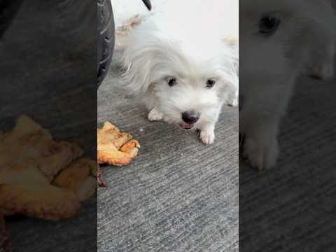 #dog lu ăn xương gà do sen đi làm đem về á cô chú ơi   #pets #yeulu #cat