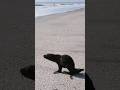 Reinserción de lobo marino de 2 pelos en Punta Rasa 🌊