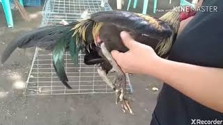 Excercise of cockfighting screenshot 5