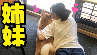 柴犬三姉妹は永久に不滅です